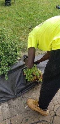 Mulch installation!