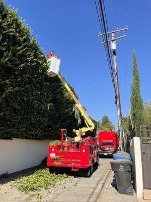 Hedge trimming