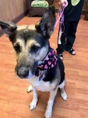 My dog Holly after the self wash and nail trimming. She loved all the pampering!