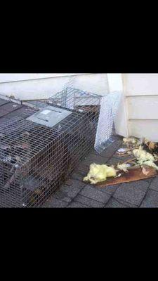 Raccoon trapping and removal in Snellville,  ga