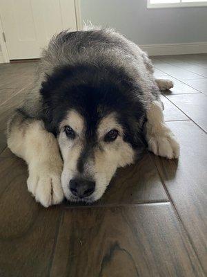 My 100 pound fur baby in clean and soft