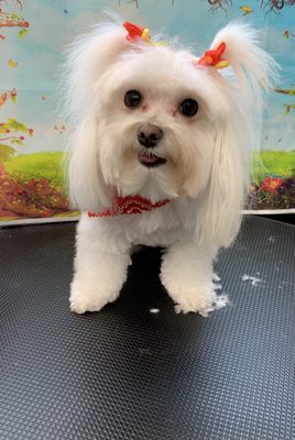 Mia Bella Pet Grooming