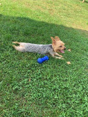 Big Rapids Brutus Dog park