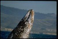 A Short Drive to the Mighty Pacific Ocean