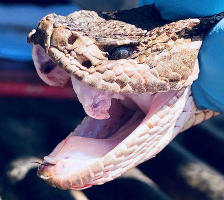 Rattlesnake removal