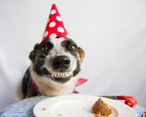 Is it your pup's birthday?  Come check out our bakery display filled with yummy goodies for your furbabies!