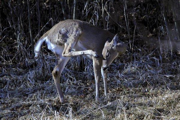 Young deer, unafraid, relaxing on a dry, frozen pond.