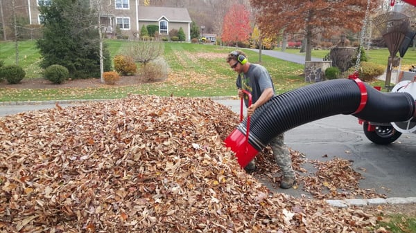 Sucking up leaves doing fall cleanups