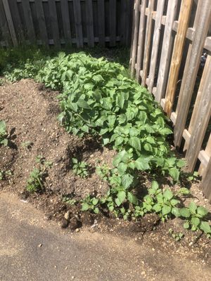 I topped off my raised beds and now I have to pull weeds daily. Thanks for nothing Sugar Hollow Farms