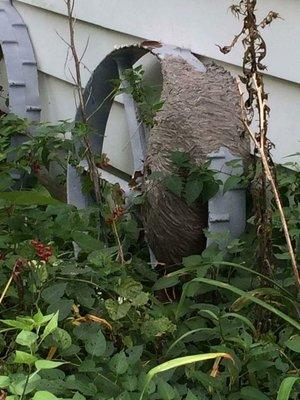 Very crafty yellow jacket nest