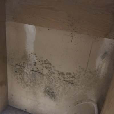 Licensed Full  Service Mold Remediation