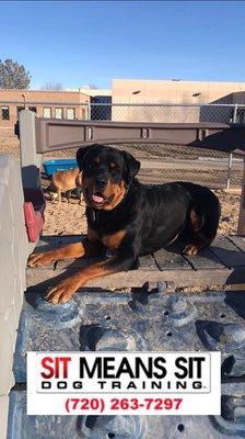 Jedi taking in some sunlight! :) We offer Doggie Daycare Monday thru Saturday! Call us to set up your trial day!