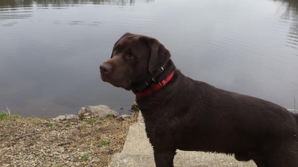 Kona posing before his swim