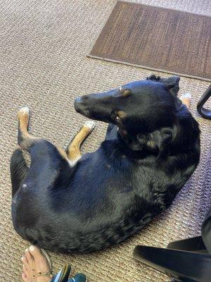 Best receptionist, a friendly & mild mannered Fonzie who welcomed me and sat by my chair as I waited for the doctor