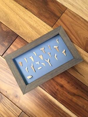 Shark and ray teeth framed in a custom shadow box.