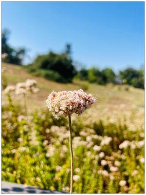 Walnut Creek Park