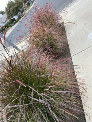 Pennisetum 'Fireworks' (clearly not the dwarf variety)