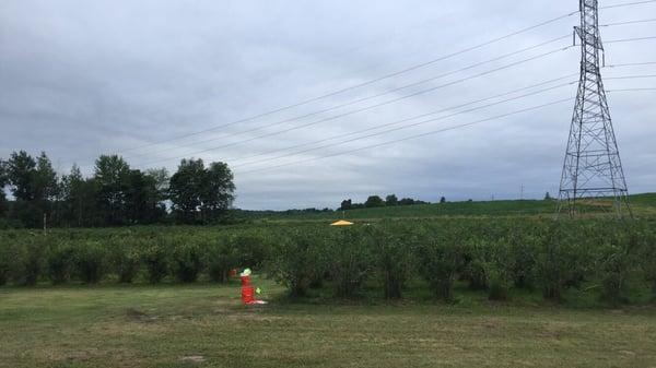 Blueberry bushes!