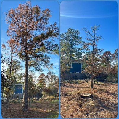 Pine tree removal in Bastrop, Texas.