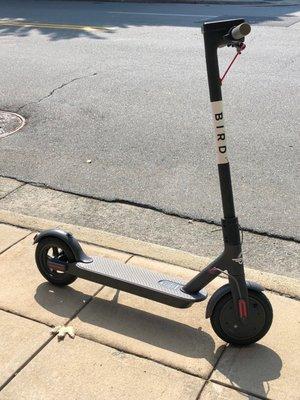 Bird Scooter