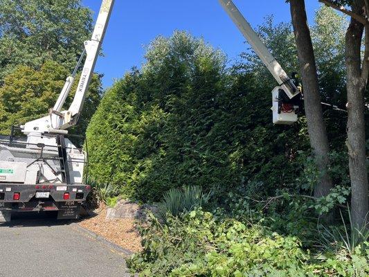 Tree pruning