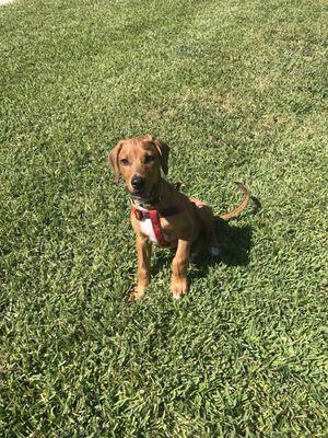 Little RJ loves the dog park today!