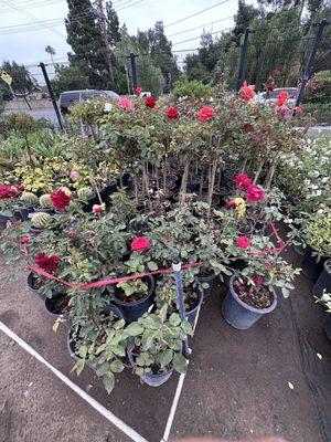 5 gallon roses and rose trees