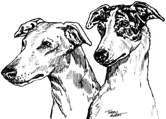 Greyhound Pets