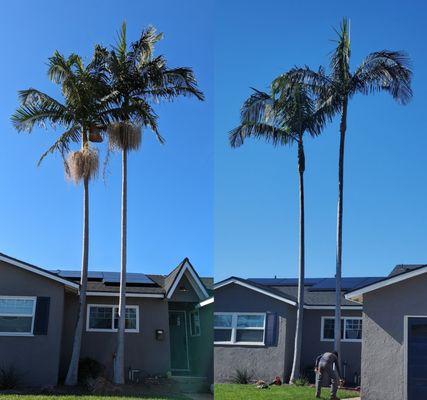 City Tree and Landscaping