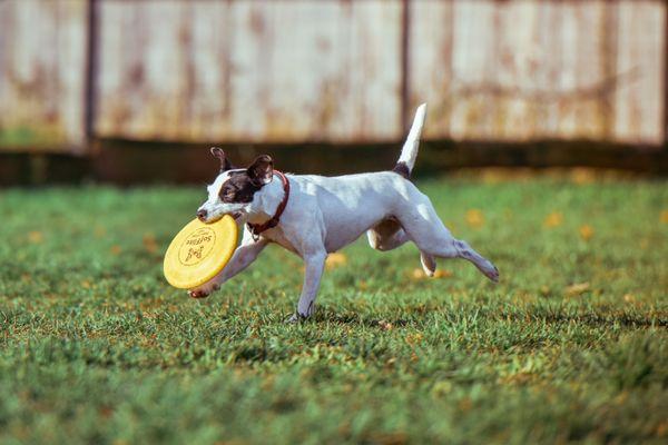 Leaders in TPLO cruciate repair technique