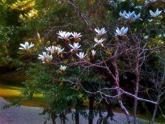 Flowering Tulipa Tree