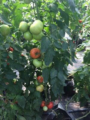 Tomatoes galore!