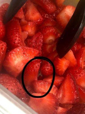 Dead fly on the strawberries