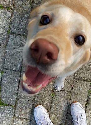 Happy Lab :)