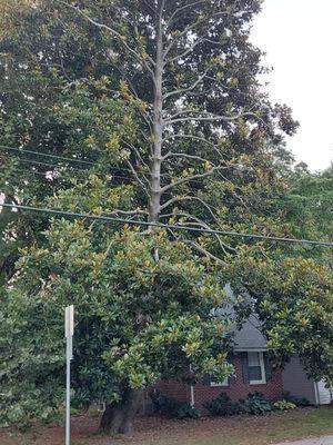 Tree was dangerous leaning on the chimney