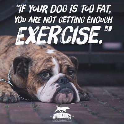 Get up, out, and do something with your dog!