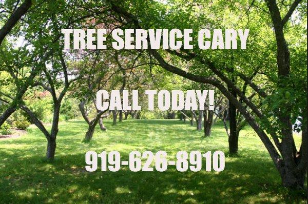 Tree Service CaryTree Service Cary