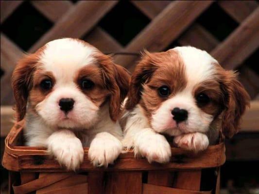 Cavalier King Charles Puppies For Sale Call 631-624-5580