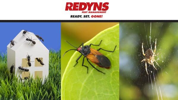 Redyns Pest Control