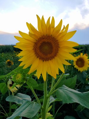 Sunflower patch at the farm