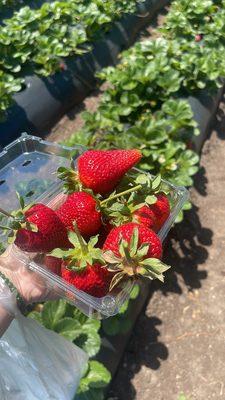 Strawberries were so big and fresh