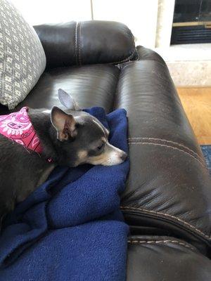 Harper loved her pink bandanna!