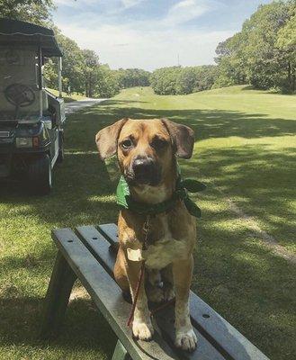 Good boy working the bar cart