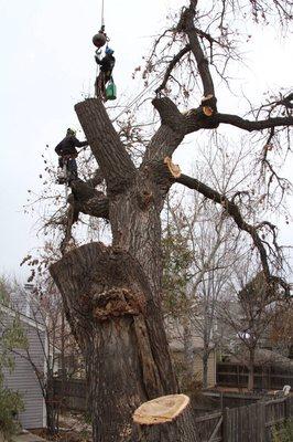 Monster cottonwood removal in Thornton