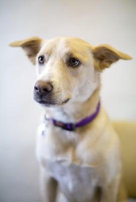 Roxy looking sharp for her business card photoshoot!