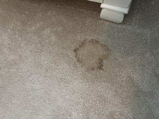 Carpet has been cleaned several times.