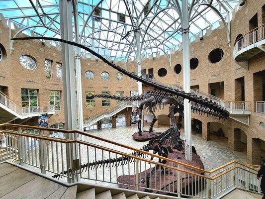 Argentinosaurus can measure up to 130 feet long.