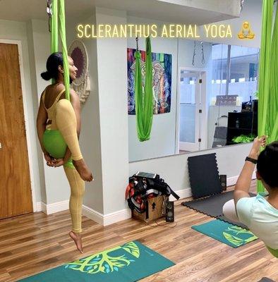 Scleranthus Aerial Yoga