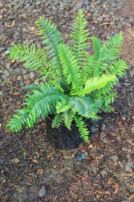 Polystichum 'munitum'