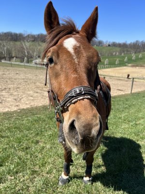 Cedar Grove Farm Horse Boarding